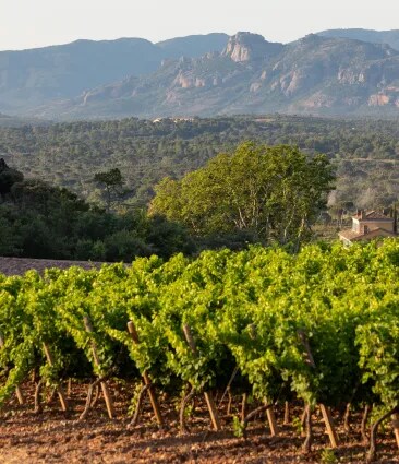 Rows of vines in Château d’Esclans vineyard with rolling hills and mountains in Provence