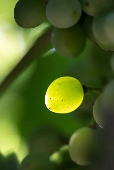 Green grape illuminated by sunlight among clusters on the vine in Provence vineyard