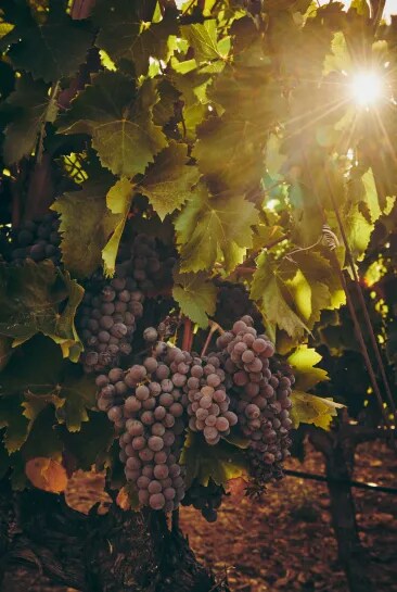 Clusters of ripe grapes hanging on the vine with sunlight filtering through leaves