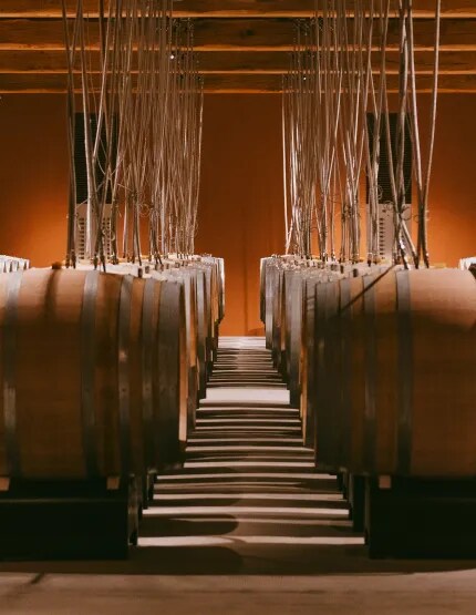 Rangées de barriques en chêne dans le chai du Château d’Esclans