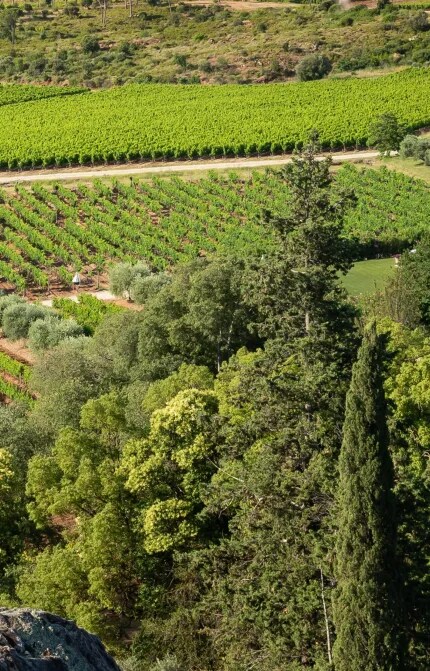 Une aérienne des vignobles du Château d’Esclans en Provence