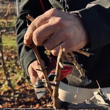 Close-up of hands pruning a vine in Château d’Esclans vineyards during winter