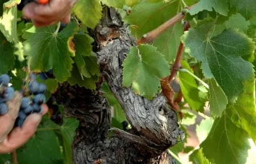 The Drinks Business article discussing the growing recognition of aged rosé wines, with Château d’Esclans highlighted for its role in elevating rosé to a fine wine category.