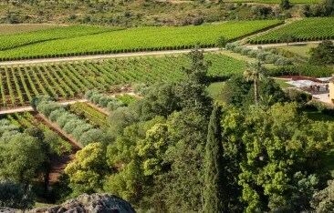 Press release announcing Whispering Angel’s 20th vintage, celebrating its global success and its role as a benchmark and leader of the rosé renaissance.