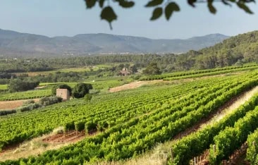 Article exploring Provence rosé wines as a reflection of Southern French lifestyle, highlighting their history, terroir, winemaking expertise, and global recognition as refined and versatile wines.
