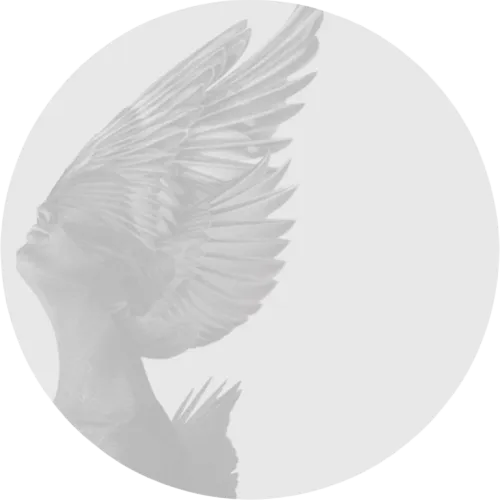 Une représentation d'une paire d'ailes, dans des nuances de gris